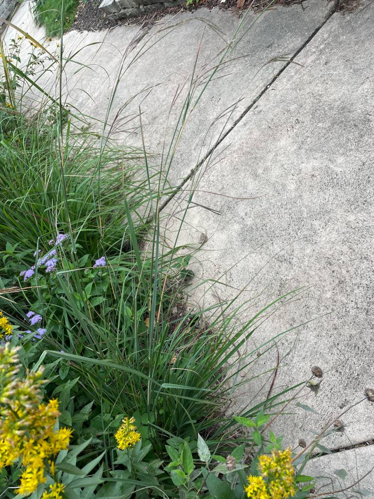 Plant name: Little Red Fox Little Bluestem  Schizachyrium  byzantina  